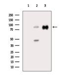 LGR7 Antibody in Western Blot (WB)