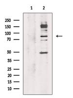 LGR7 Antibody in Western Blot (WB)