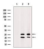 TAS2R41 Polyclonal Antibody