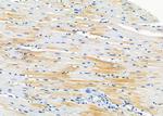 TAS2R40 Antibody in Immunohistochemistry (Paraffin) (IHC (P))