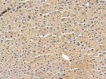 TAS2R60 Polyclonal Antibody