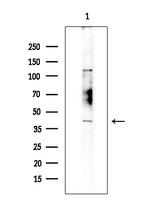 TAS2R4 Polyclonal Antibody