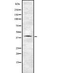 VN1R1 Polyclonal Antibody