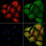 HCAR2/HCAR3 Polyclonal Antibody