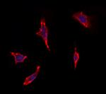 OR13C5 Polyclonal Antibody