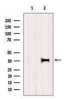 OR52M1 Antibody in Western Blot (WB)