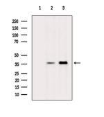 OR13A1 Polyclonal Antibody