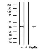 OR2L2 Polyclonal Antibody