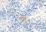 OR4N2 Antibody in Immunohistochemistry (Paraffin) (IHC (P))