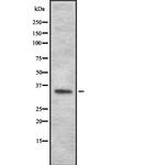 OR4N2 Antibody in Western Blot (WB)