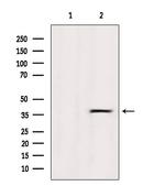 OR5R1 Antibody in Western Blot (WB)