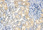 TAS2R46 Polyclonal Antibody