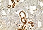 EXOC2 Antibody in Immunohistochemistry (Paraffin) (IHC (P))
