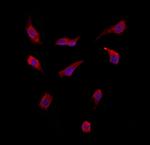 SMCR7 Polyclonal Antibody