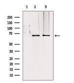 TOM70 Antibody in Western Blot (WB)