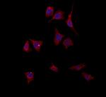 PYCR1 Polyclonal Antibody