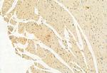 LMOD3 Antibody in Immunohistochemistry (Paraffin) (IHC (P))