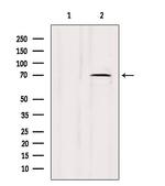 LMOD3 Antibody in Western Blot (WB)