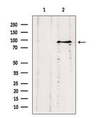 ODF2 Antibody in Western Blot (WB)