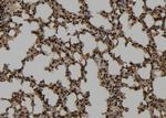 CHCHD2 Antibody in Immunohistochemistry (Paraffin) (IHC (P))
