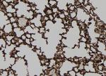 HEPACAM Antibody in Immunohistochemistry (Paraffin) (IHC (P))