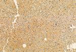 HEPACAM Antibody in Immunohistochemistry (Paraffin) (IHC (P))