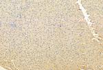 HEPACAM Antibody in Immunohistochemistry (Paraffin) (IHC (P))