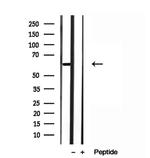 HEPACAM Antibody in Western Blot (WB)