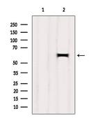 HEPACAM Antibody in Western Blot (WB)