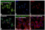 Phospho-GSK3B (Ser9) Antibody in Immunocytochemistry (ICC/IF)
