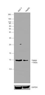 TIMM9 Antibody in Western Blot (WB)