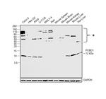 PCBD1 Antibody in Western Blot (WB)