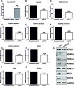 KDM2A Antibody in Western Blot (WB)