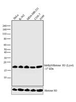 H3K9me1 Antibody in Western Blot (WB)