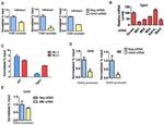 HRX Antibody in ChIP Assay (ChIP)