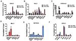 HRX Antibody in ChIP Assay (ChIP)