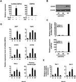 STAT2 Antibody in Western Blot (WB)