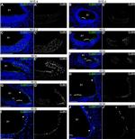 Connexin 30 Antibody in Immunohistochemistry (IHC)
