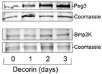 BIKE Antibody in Western Blot (WB)