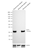 UCP1 Antibody