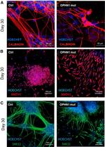 ATOH1 Antibody in Immunocytochemistry (ICC/IF)
