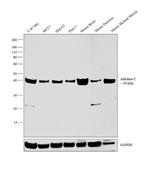 Aldolase C Antibody in Western Blot (WB)