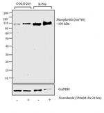 Phospho-Rb (Ser788) Antibody in Western Blot (WB)