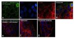 Phospho-c-Raf (Ser471) Antibody