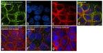 Phospho-EGFR (Tyr1016) Antibody in Immunocytochemistry (ICC/IF)