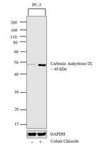 Carbonic Anhydrase IX Antibody in Western Blot (WB)