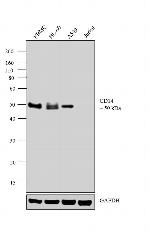 CD14 Antibody