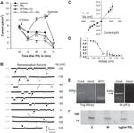 CLCN4 Antibody in Western Blot (WB)