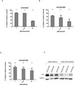 YAP1 Antibody in Western Blot (WB)