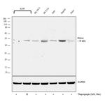 PDIA6 Antibody in Western Blot (WB)